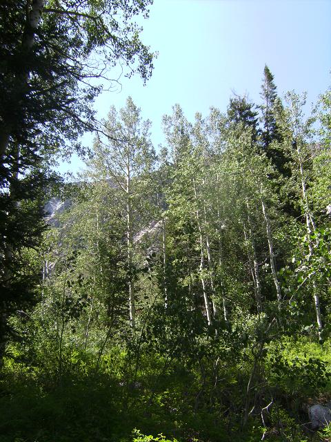 Aspen Tree