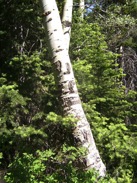 Aspen Trunk