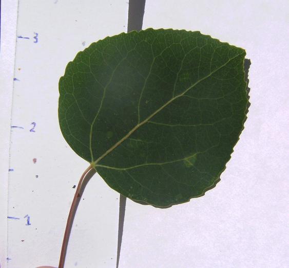 Aspen Leaf