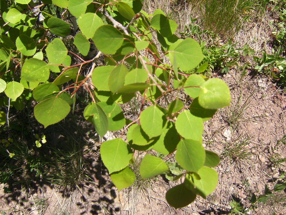 Aspen Leaves