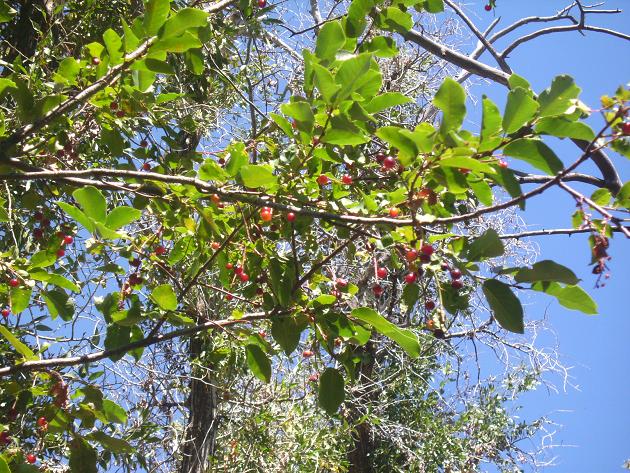 Chokecherry branches
