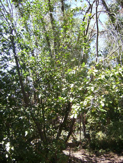 Chokecherry tree