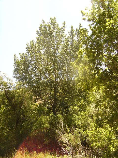 Cottonwood Tree