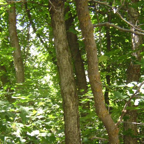 Gambel Oak Trunks