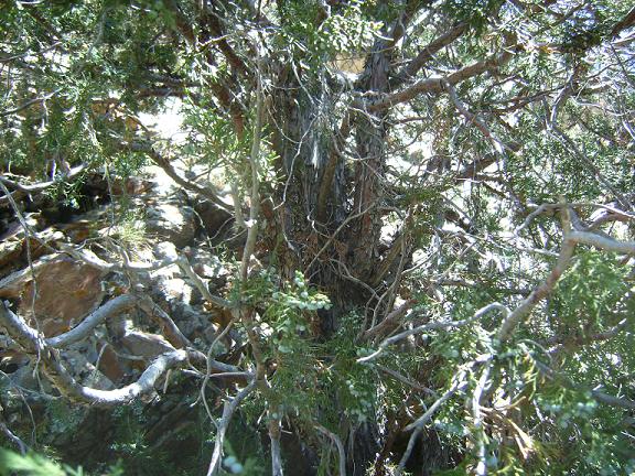 Juniper Trunk