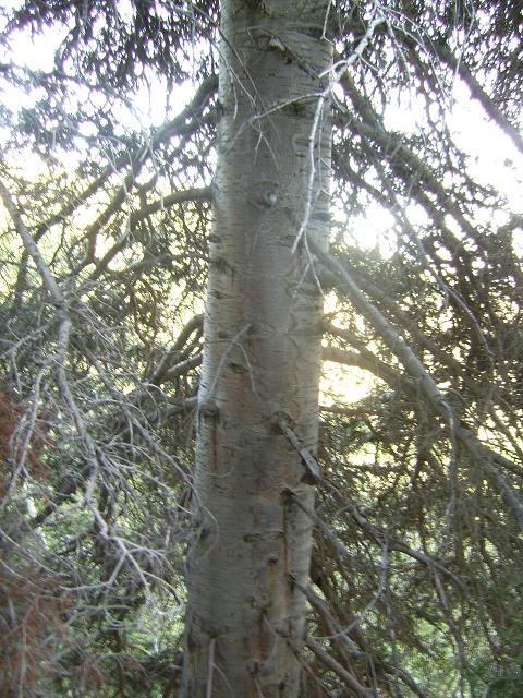 White Fir Trunk
