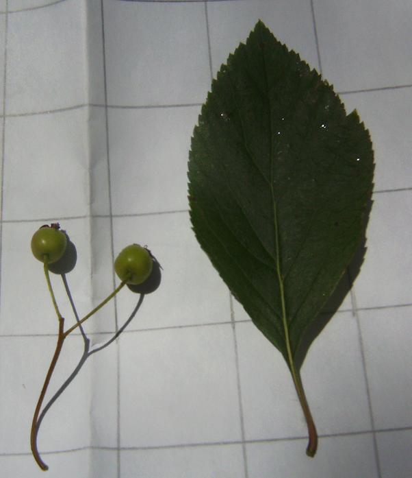 Hawthorn Leaf