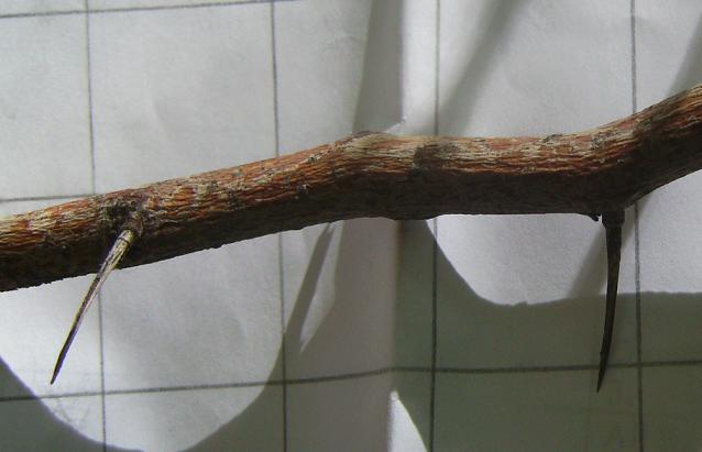 Hawthorn thorns