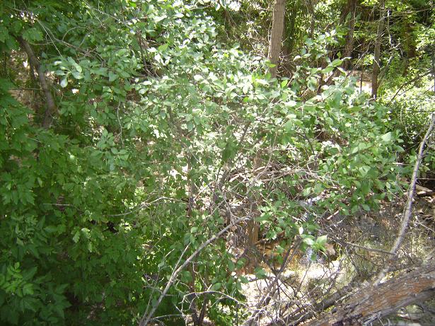 Hawthorn Tree