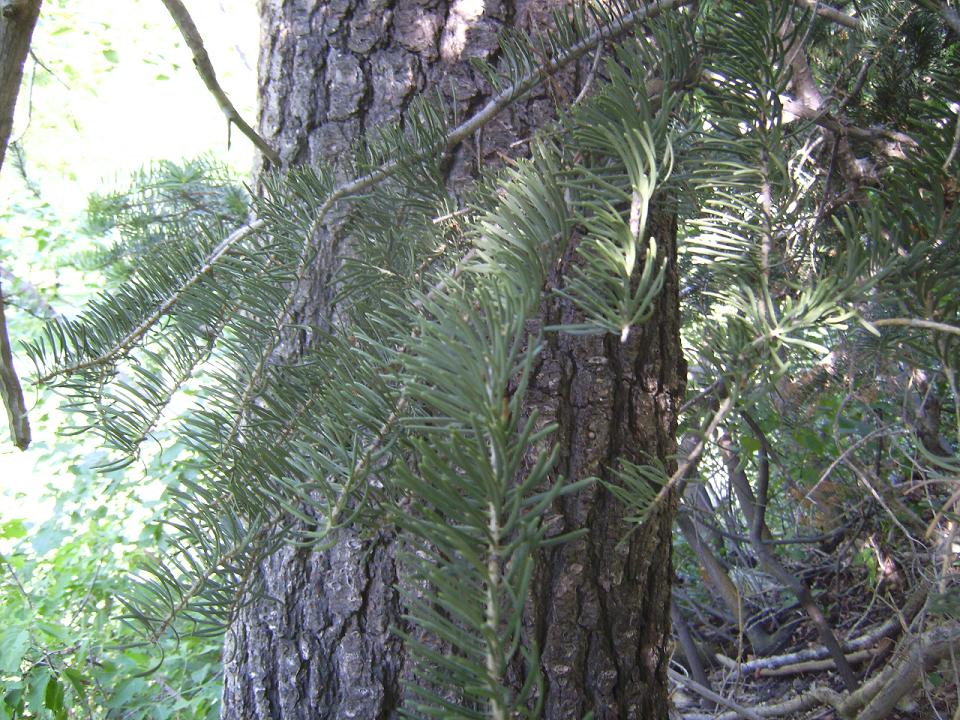 Doug Fir Trunk