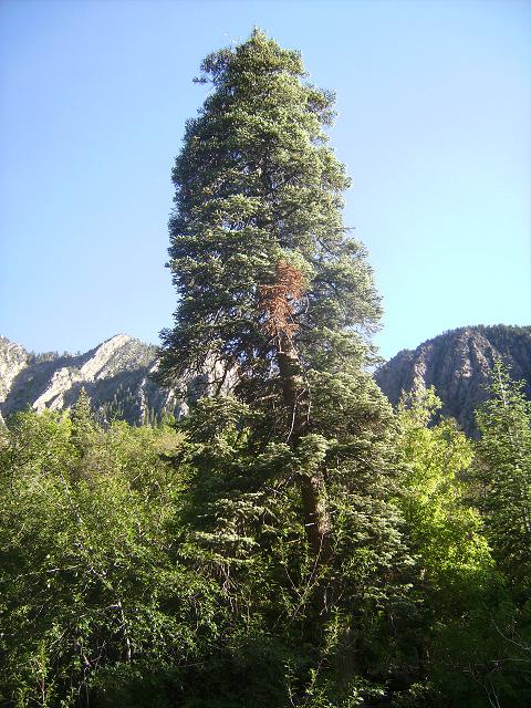 Doug Fir Tree