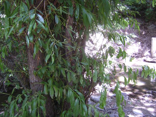 Willow Branch