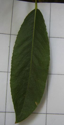 Willow Leaf