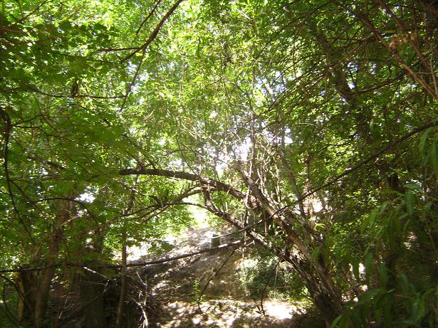 Willow Tree