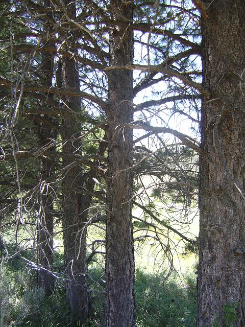 Ponderosa Tree