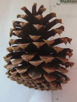 Ponderosa Cone