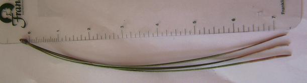 Ponderosa Needles