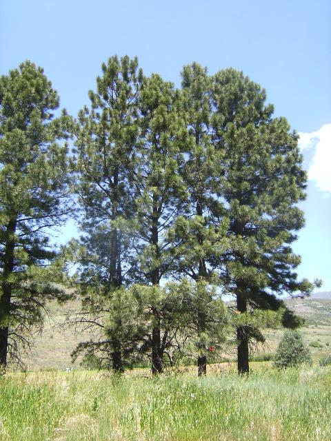 Ponderosa Tree