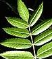 Compound Leaves