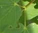 Opposite Leaves