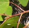 Alternate Leaves