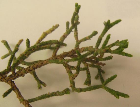 Juniper leaves