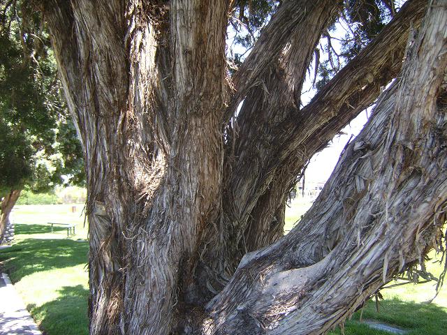 Juniper Trunk